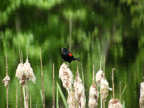 Red Wing blackbird in pond bulrushes
